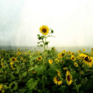 Rise Above by Maureen Minehan