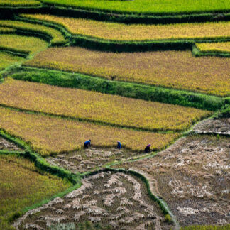 Rice Harvest by Craig Nedrow