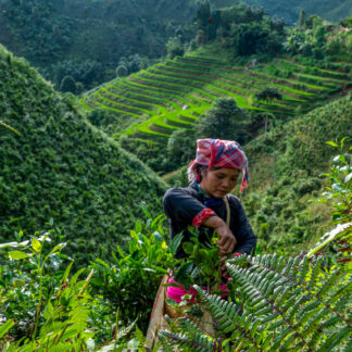 The Tea Picker by Craig Nedrow