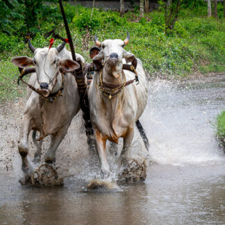 Khmer Bull Racing by Craig Nedrow
