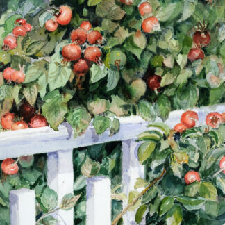 Rose Hips by Anthony Neville