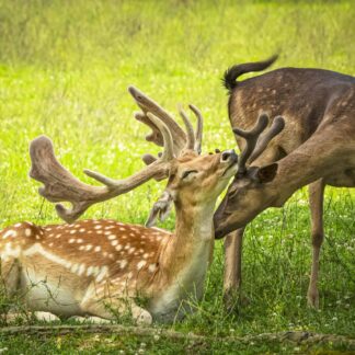 Endearment by Hekyung Parkbarr
