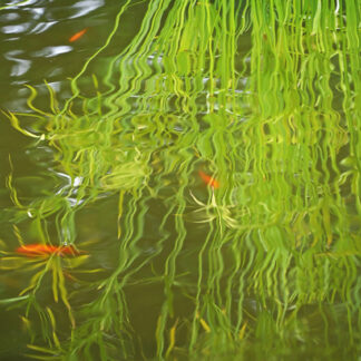 Refraction by Hekyung Parkbarr