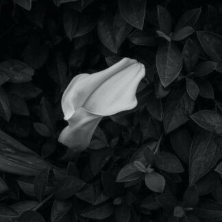Calla Lily by James Parson