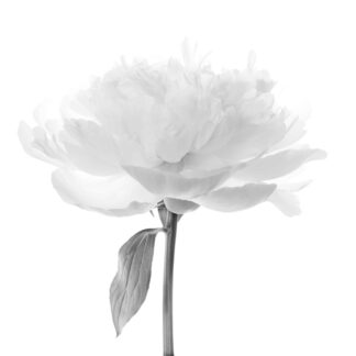 Peony by Leslie Landerkin