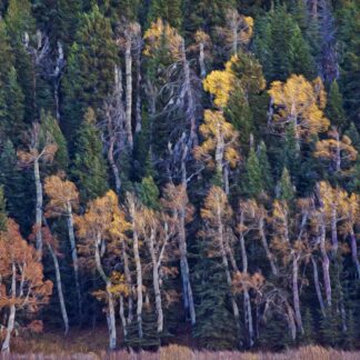 Flaming Aspen by Kip Platto