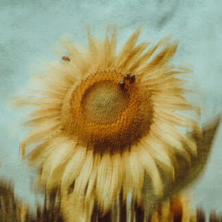 Sunflower #2 by William Rollins