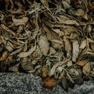 Groundcover by William Rollins