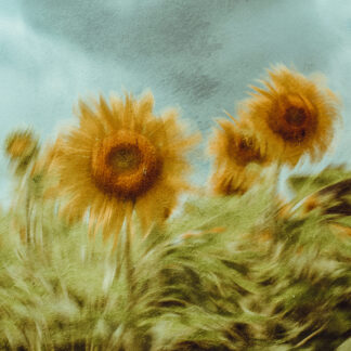Sunflowers by William Rollins