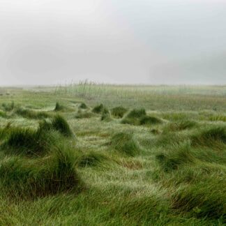 Salt Hay Waves by Meg Clarke