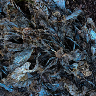 Ravages of Time by Wilford Scott