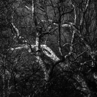 Haunted Forest by Wilford Scott