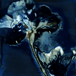 The Last Iris by Lori Walsh-Van Wey