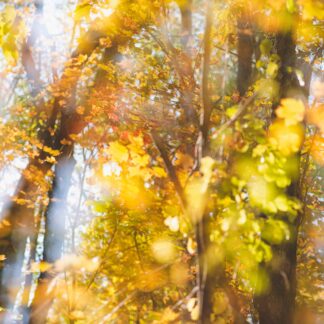 Layers by Diana Sherblom