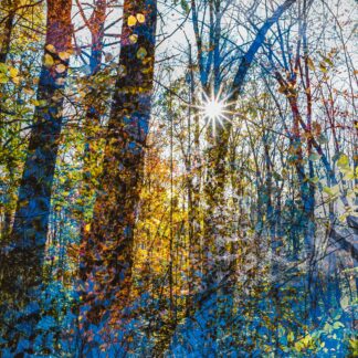 Fall Dream by Diana Sherblom
