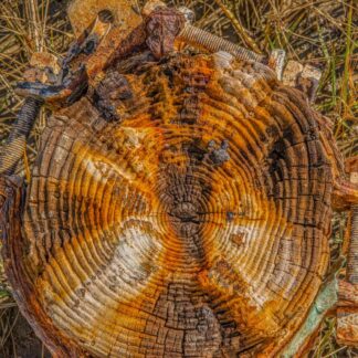 Bolted Post by Lewis Smith