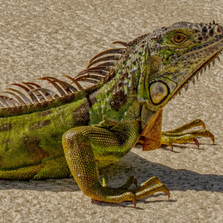 Green Attitude by Lewis Smith