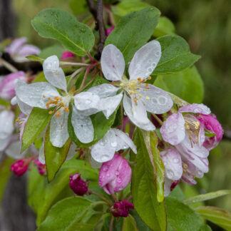 Wet Blooms by Lewis Smith