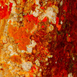 Lichens on Tree Bark by Lewis Smith