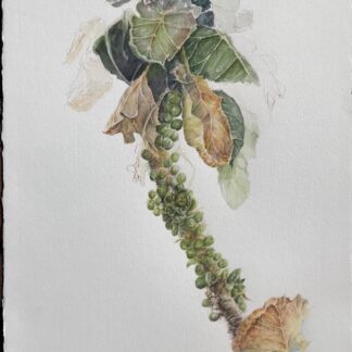 Sprouts in Suspension by Karen Spaulding