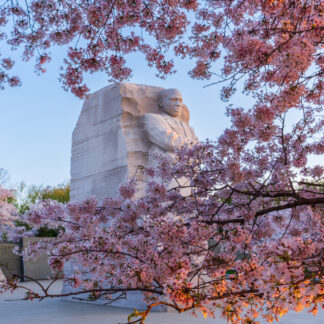 Peak Bloom at MLK by Carol Stalun