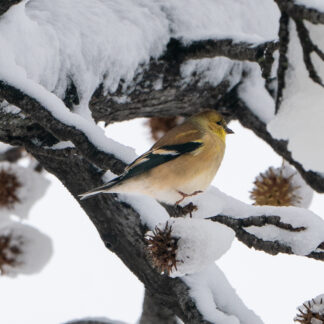 Snow Bird by Carol Stalun