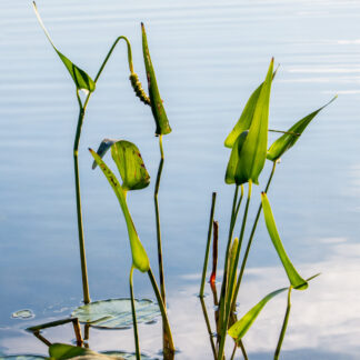 Stately Grasses by Meg Clarke