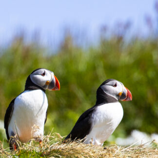 Iceland Puffins by John Stier