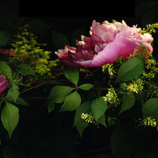 Summer Garden No. 21 by Keith Parks