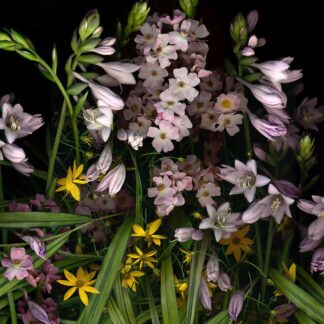 Summer Garden No. 22 by Keith Parks