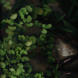 Summer Garden No. 23 by Keith Parks