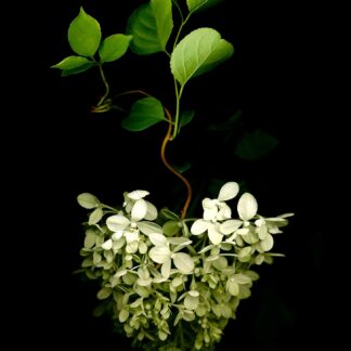 Summer Garden No. 35 by Keith Parks