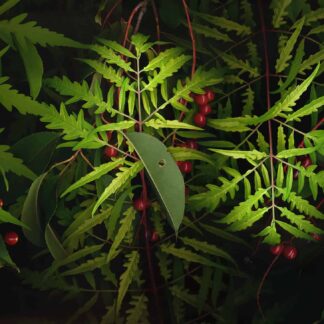 Summer Garden No. 39 by Keith Parks