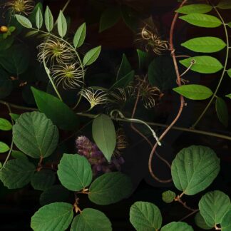 Summer Garden No. 9 by Keith Parks