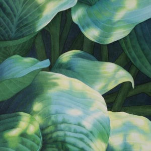 Rachel Collins, "Sun-Dappled Hosta"