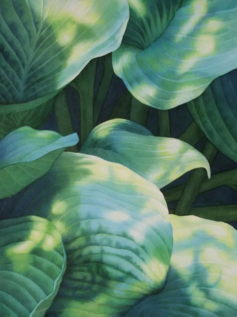 Rachel Collins, "Sun-Dappled Hosta"