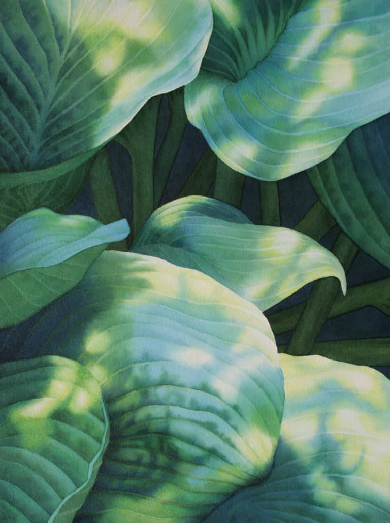Rachel Collins, "Sun-Dappled Hosta"