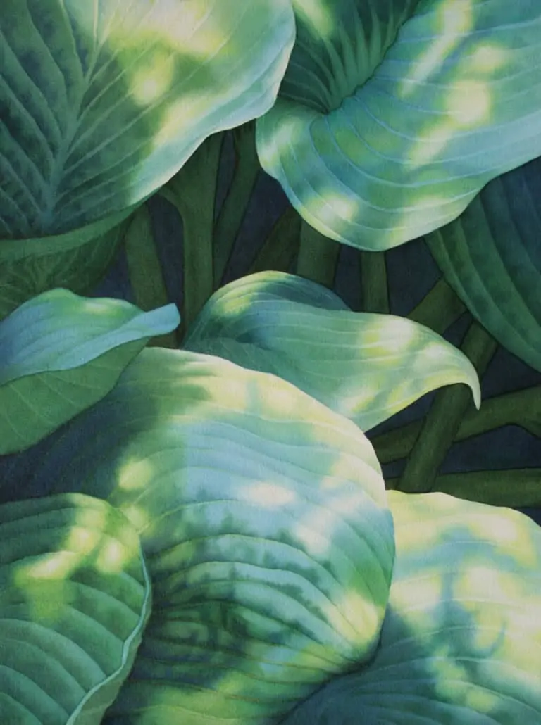 Rachel Collins, "Sun-Dappled Hosta"