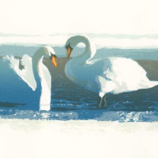 Swans by Nancy McIntyre