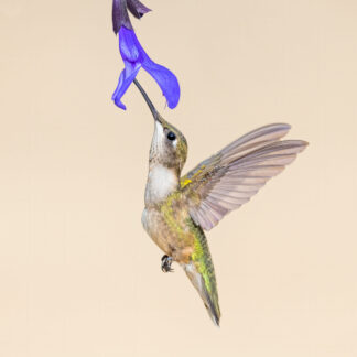 Hummingbird at Blue Salvia by Kathrin Swoboda