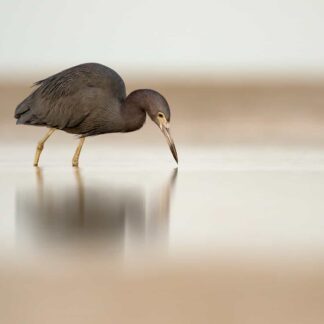 Little Blue Heron by Kathrin Swoboda