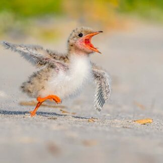 Wait for Me by Kathrin Swoboda