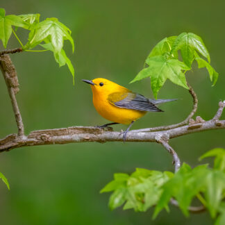 Prothonotary Warbler in Occoquan NWR by Kathrin Swoboda