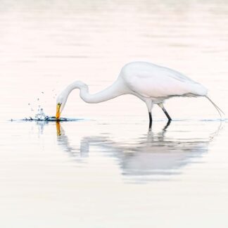 Great Egret by Kathrin Swoboda