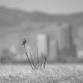 Denver Meadowlark by Kathrin Swoboda