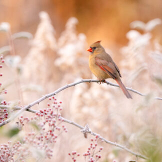 A Frosty Morning by Kathrin Swoboda