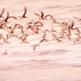 Skimmer Flock at Dawn by Kathrin Swoboda