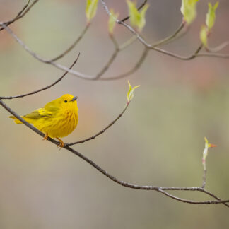 Yellow Warbler at Sheldon Marsh by Kathrin Swoboda