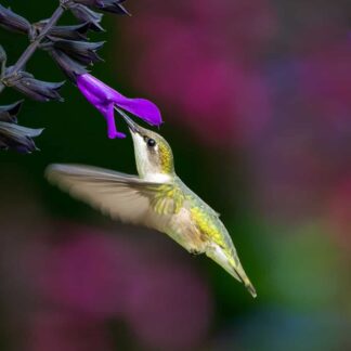 Female Hummingbird by Kathrin Swoboda