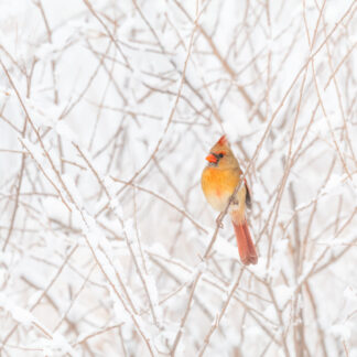 Cardinal in Winter by Kathrin Swoboda